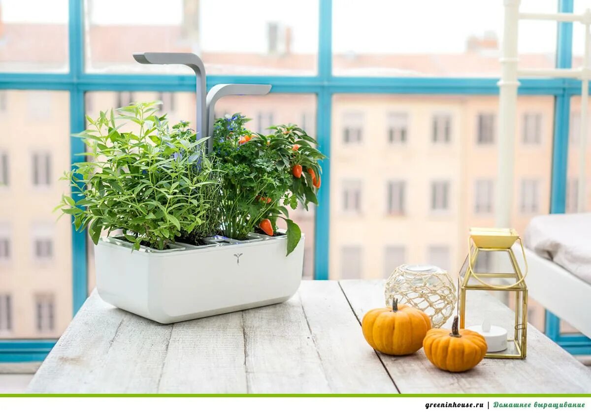 Огород в горшках. Овощи для салатов на подоконнике. Аэропоника помидоры. Овощи на подоконнике. Овощи на балконе.