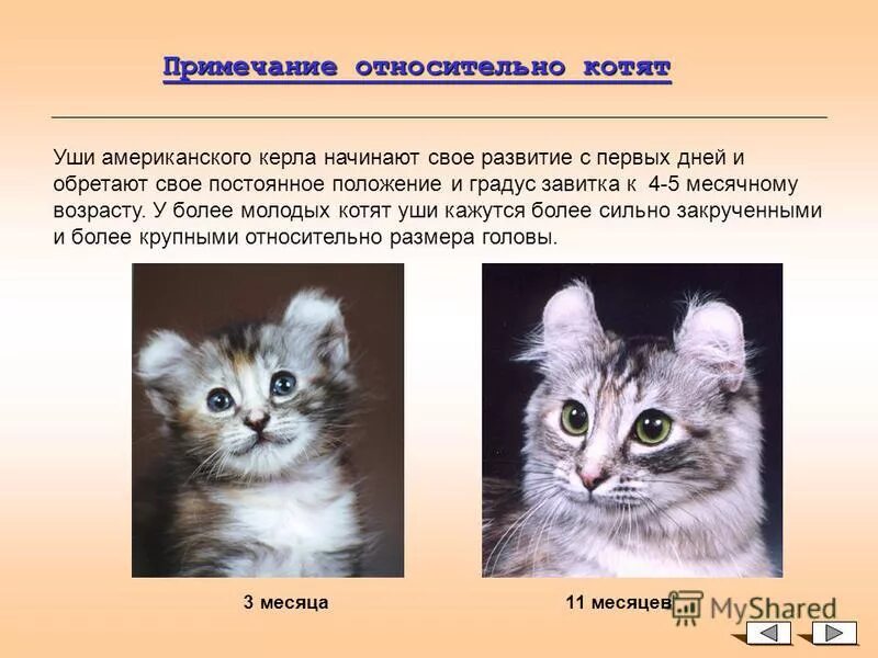 Американский керл описание. Американский кёрл котенок описание породы. американский керл характер. американский керл кот характер. форма ушей американский керл.