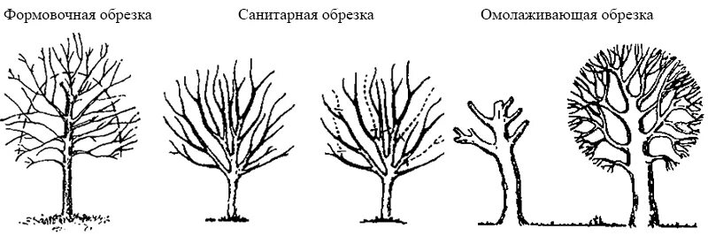 Обрезают ли березы. Санитарная, омолаживающая обрезка деревьев. Санитарная обрезка яблони весной. Схема санитарной обрезки деревьев. Санитарная обрезка яблони.