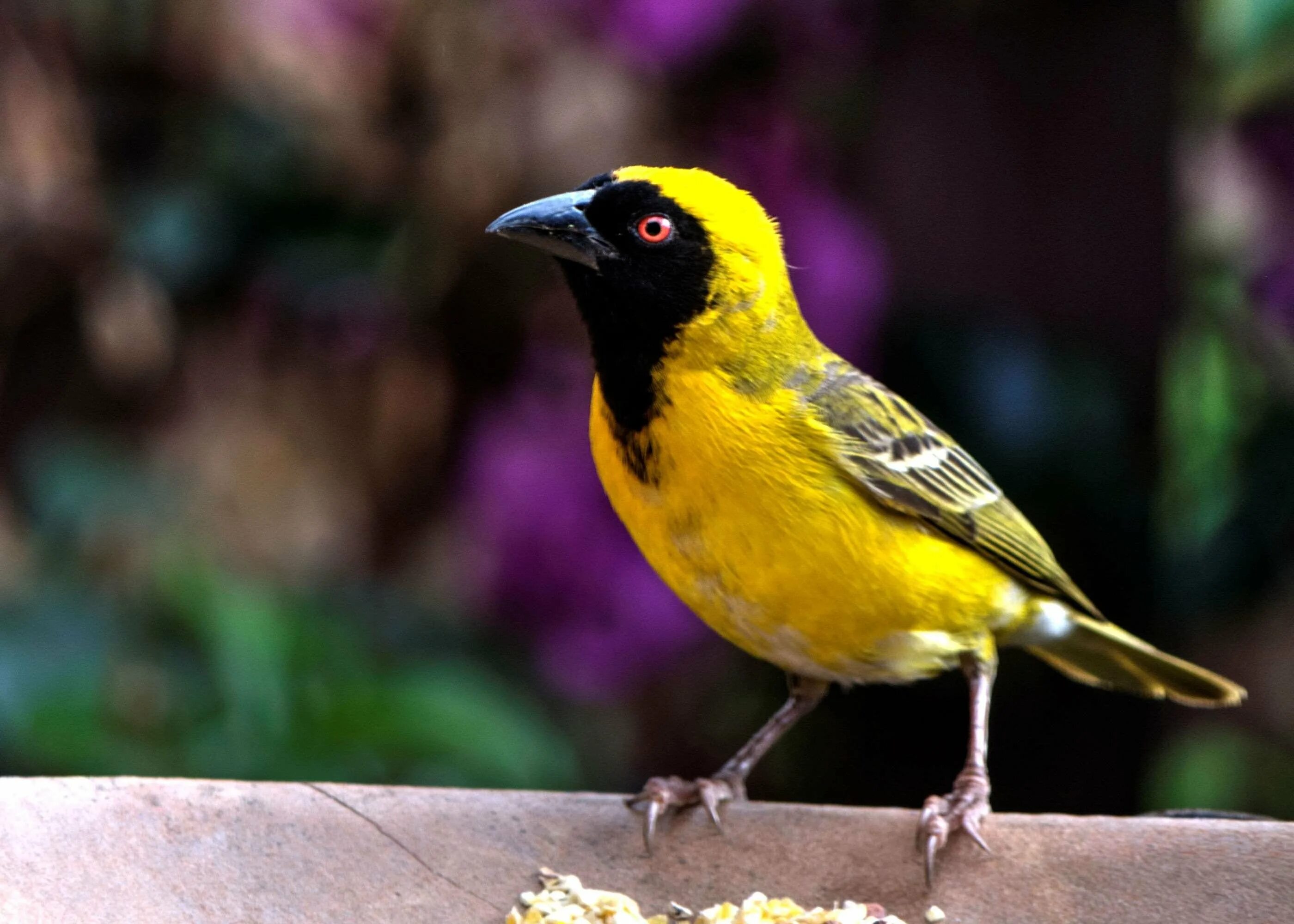Желтая птица. Желто черная птица. Ярко желтая птица. Птица с желтым оперением