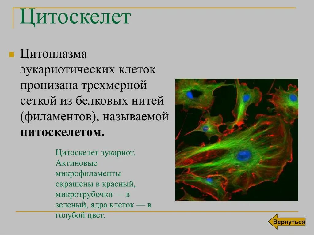 Цитоскелет на рисунке клетки. Цитоскелет. Цитоскелет и цитоплазма одно и тоже. Цитоплазма гиалоплазма. Цитоплазма это в генетике.