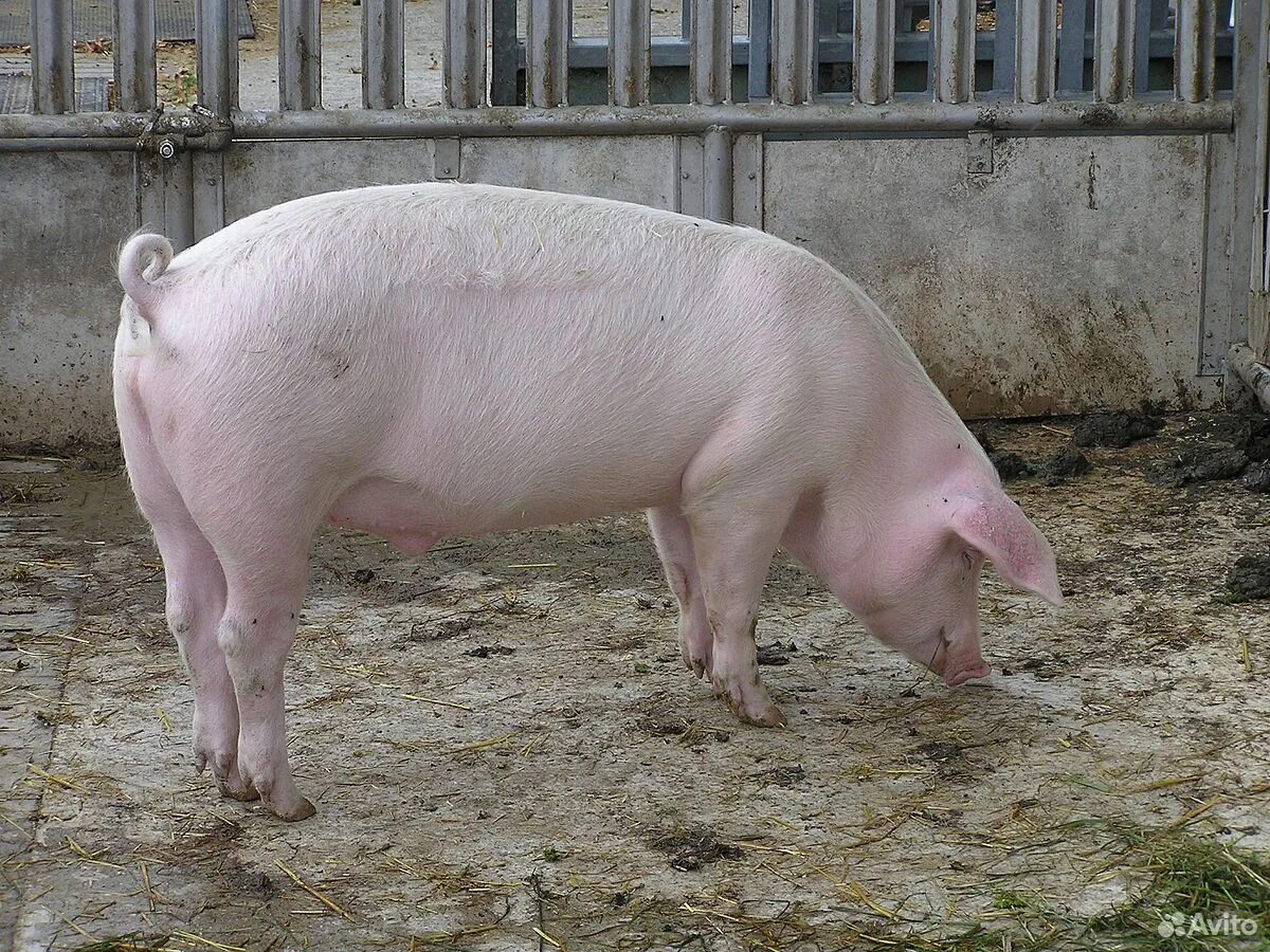 Ландрас (порода свиней). Туклинская порода свиней. Уржумская порода свиней. Порода свиней голландская беконная. Купить свинину живым весам