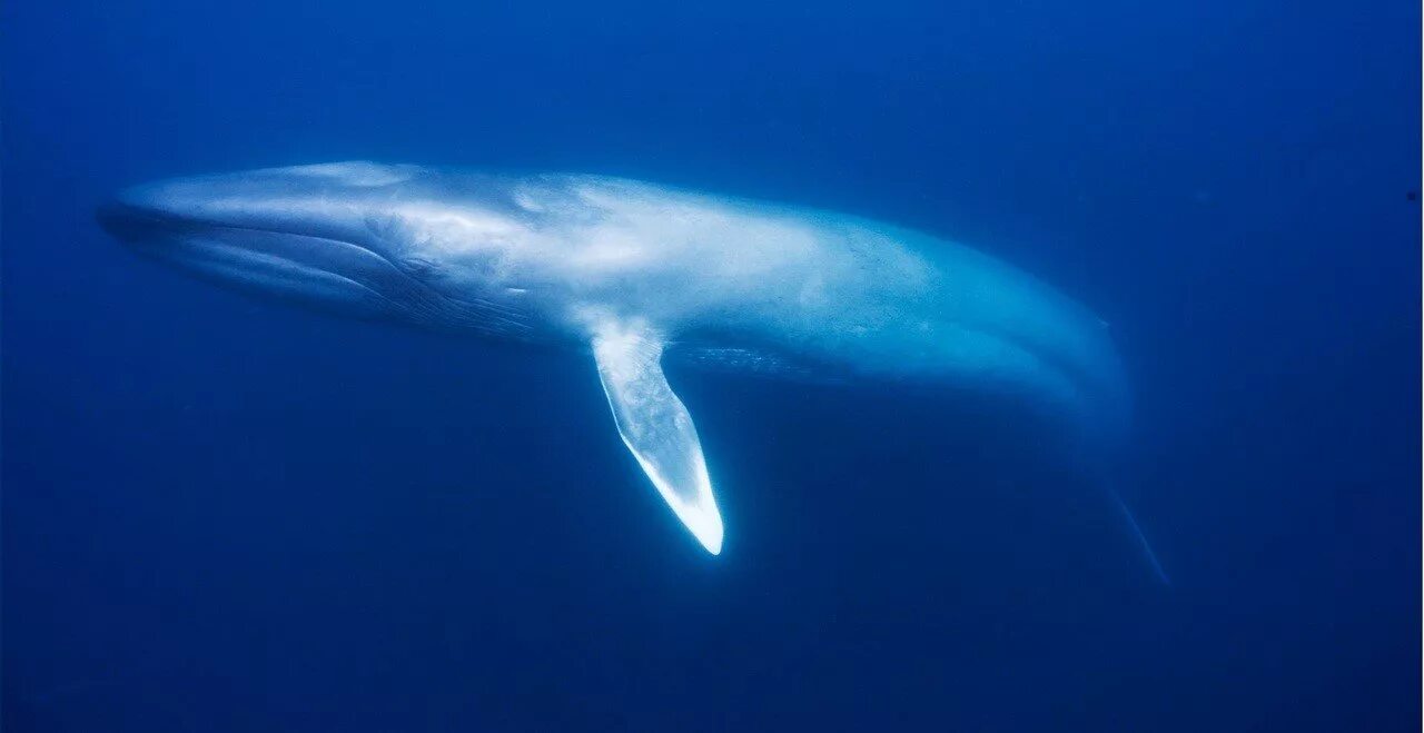 Голубой кит Balaenoptera musculus. Синий кит (голубой кит). Финвал кит. Синий кит блювал.