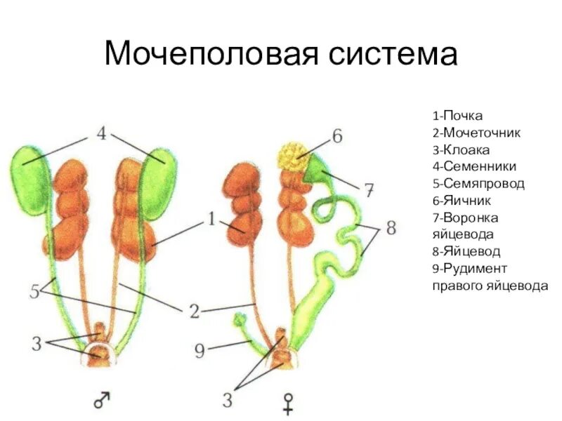 Животные с 1 почкой
