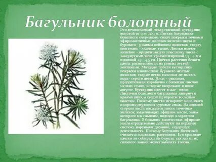5 фактов о багульнике