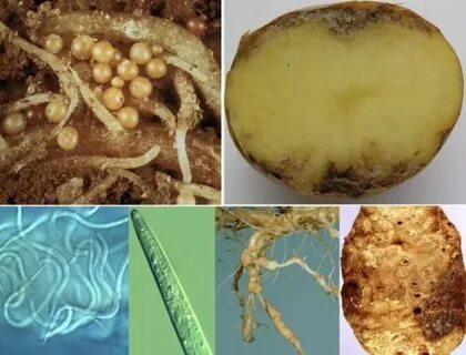 В каком состоянии находится нематода panagrolaimus kolymaensis