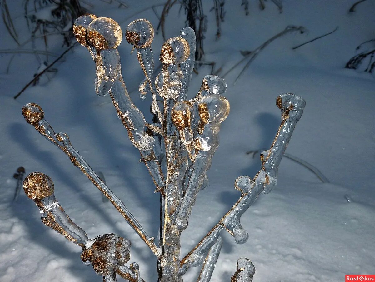 хрустальная зима. название хрустальная зима. зима снежинки. хрустальная зима фото. хрусталь зимы.