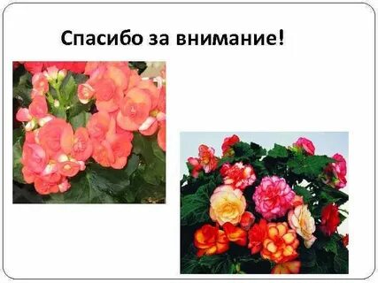 Бегония что означает