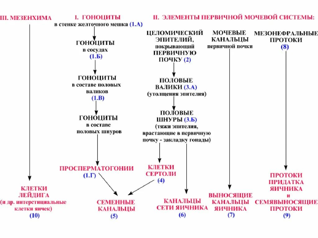 Схема развития половой системы гистология. Источники развития гистология схема. Эмбриональная дифференцировка пола схема. Развитие яичек гистология схема. Развитие органов женской половой системы