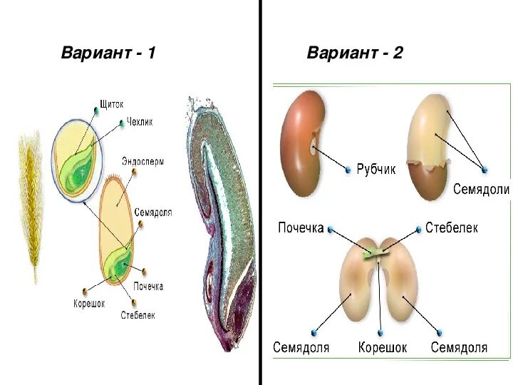 Эндосперм семени ели. Строение семени микропиле. Эндосперм в семени фасоли. Эндосперм и семядоли. Строение семени рубчик.