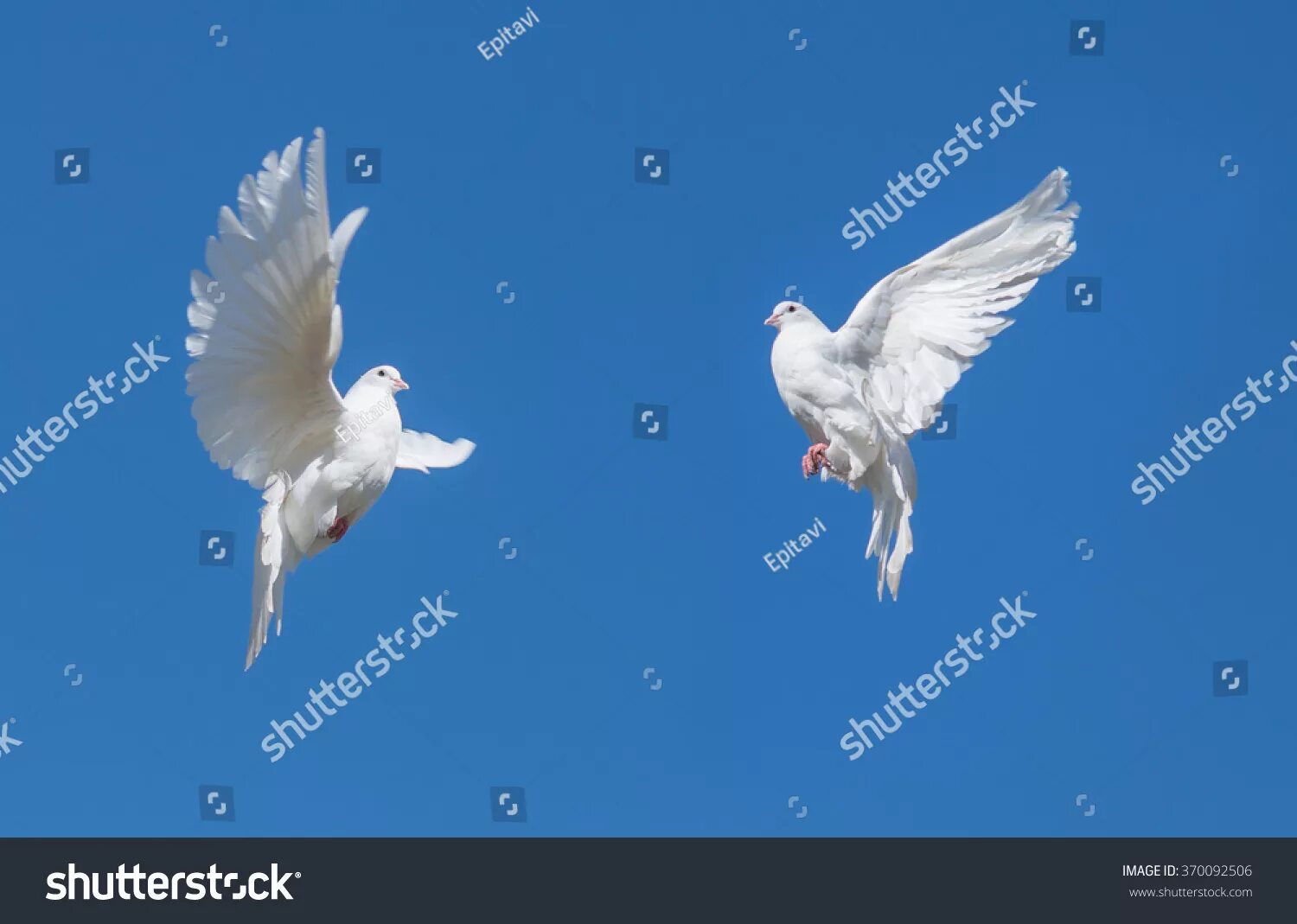 Прилетел на два дня. Голубь в полёте. Белый голубь в полете. Два голубя в полете. Белые голуби в небе.