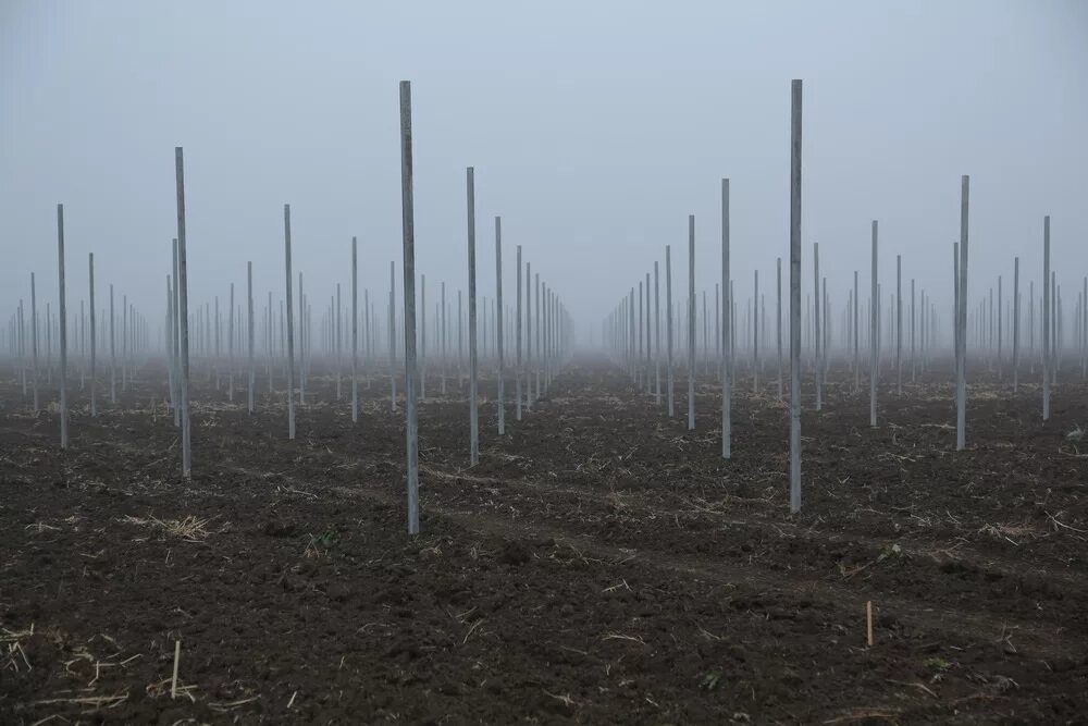 голубика промышленная плантация. культурные растения поля. краснодарские поля риса. огромный огород. вырастить на 10 га.