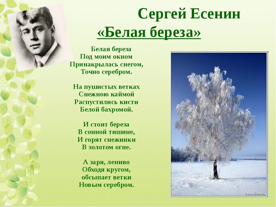 Стихотворение Есенина белая береза текст. Воробьев березка