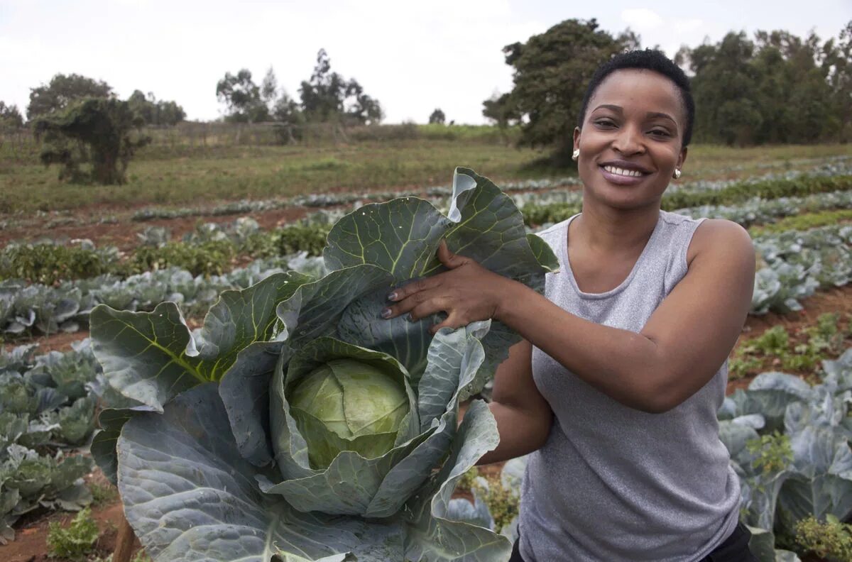 Реалити африка. Кения сельское хозяйство. Сельское хозяйство Африки. Танзания сельское хозяйство.