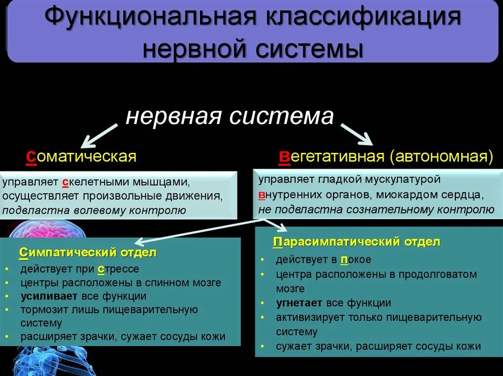 Анатомо-функциональная классификация нервной системы. Функции периферической вегетативной нервной системы. Нервная система по анатомо-функциональной признаку. Строение нервной системы морфологическая классификация. Функции высшей нервной системы