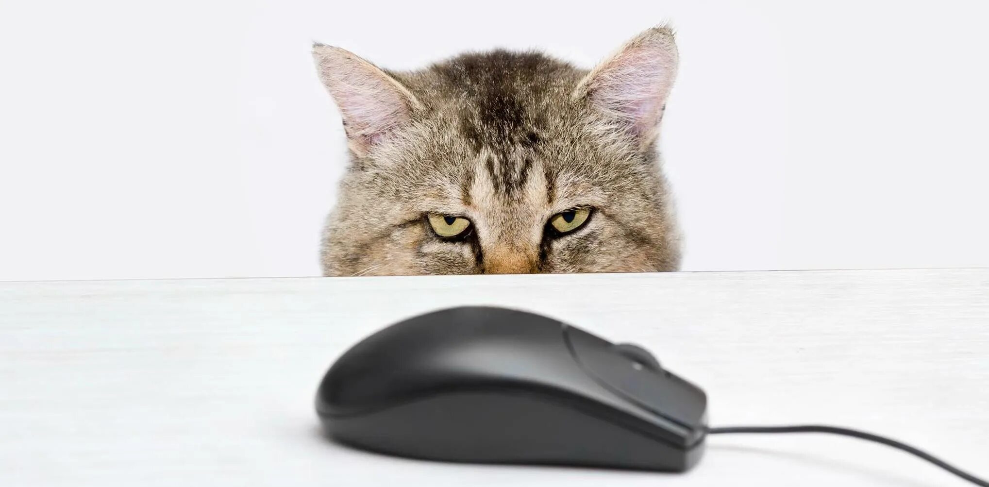 Мышь сеть. Кошка и компьютерная мышь. Кот с компьютерной мышкой. Мышка для компьютера. Мышь с компьютерной мышкой.