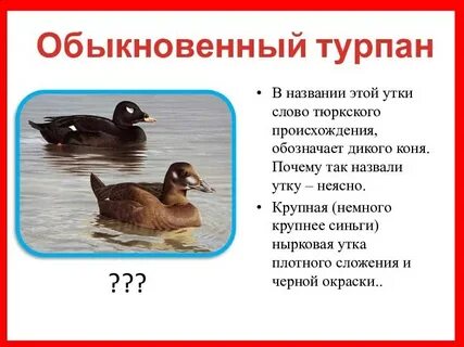 Утка какое слово
