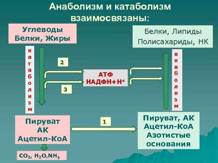 Атф анаболизма. Метаболизм катаболизм и анаболизм. Процессы катаболизма и анаболизма. Взаимосвязь процессов катаболизма и анаболизма.. Этапы катаболизма и анаболизма.