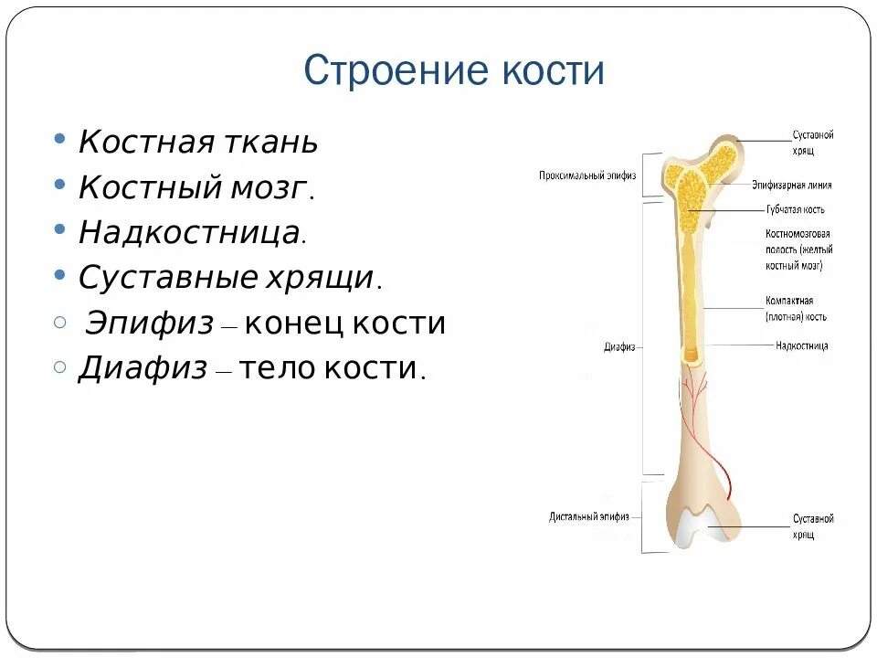 Где находится самый маленький кости
