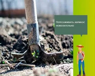 Расстояние между посадкой абрикосов