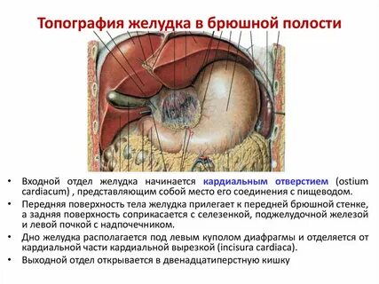 В какой полости человека расположен желудок