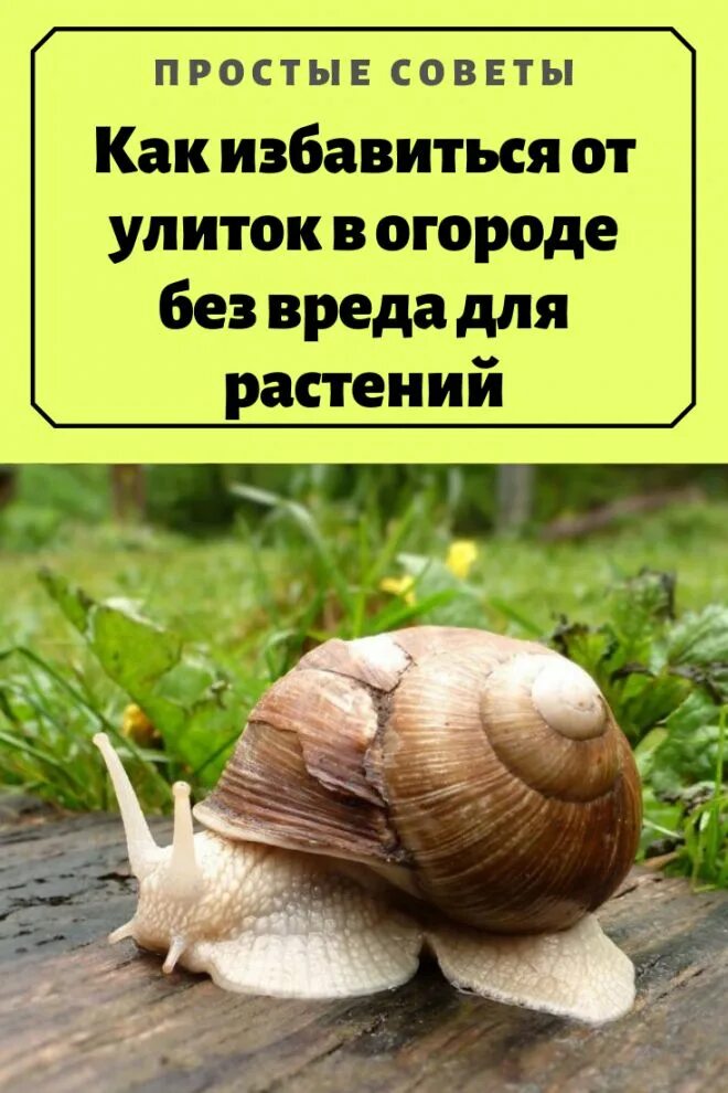 Как избавиться от улиток в огороде навсегда. Улитки в огороде. отрава от улиток на огороде. как избавиться от улиток в огороде. от улиток в огороде народные средства.