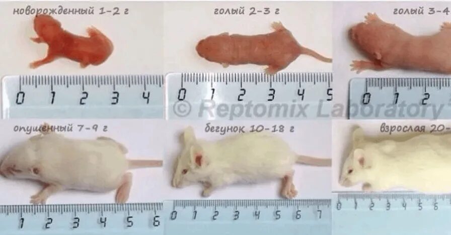Размеры кормовых мышей. Возраст и размер кормовых мышей. Размер мыши и крысы. Размеры декоративных крыс по возрасту.