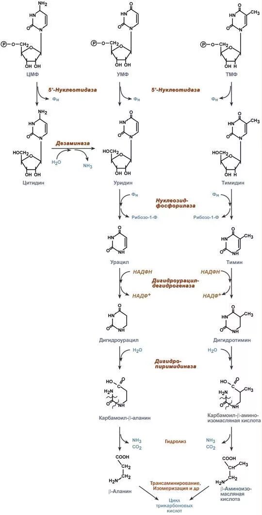 Распад пиримидиновых. Схема распада пиримидиновых нуклеотидов. Распад пиримидиновых нуклеотидов биохимия схема. Катаболизм пиримидиновых оснований. Схема катаболизма пиримидиновых нуклеотидов.
