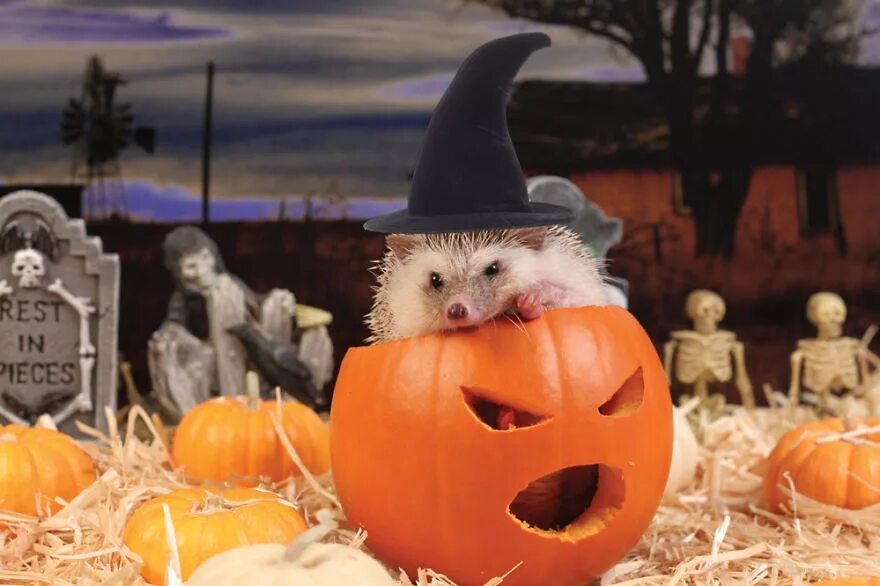 фон в стиле хэллоуин. веселая тыква на хэллоуин. веселая тыква на хэллоуин. смешной хэллоуин. забавный хэллоуин.