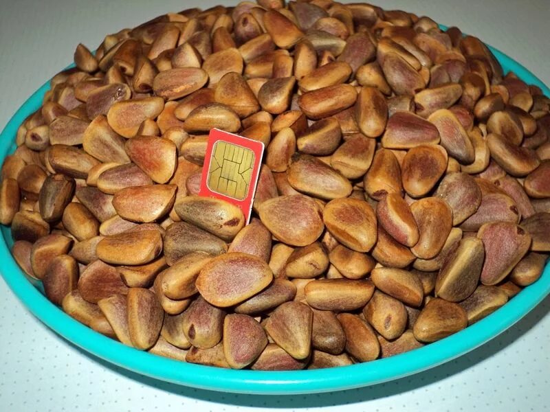 Кедр Дальневосточный корейский. Кедр маньчжурский Кедровый орех. Приморский Кедровый орех. Кедр корейский шишки. Как называется дерево семена которого кедровые орехи
