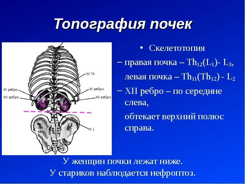 Скелетотопия почек анатомия. Топография почек у человека скелетотопия. Проекция верхнего полюса правой почки. Проекция почки топография. Правая почка меньше левой