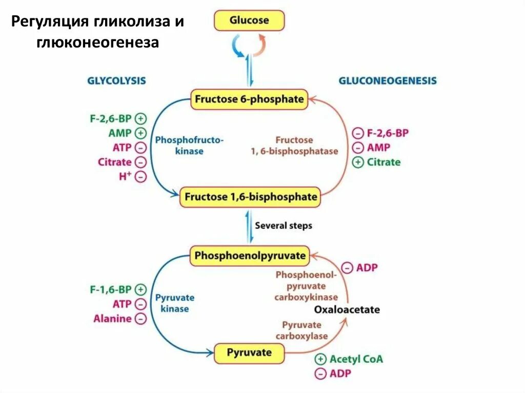Ферменты глюконеогенеза. Регуляторные ферменты гликолиза и глюконеогенеза в печени таблица. Регуляторные реакции глюконеогенеза. Регуляция глюконеогенеза биохимия. Регуляция процессов гликолиза и глюконеогенеза в печени.