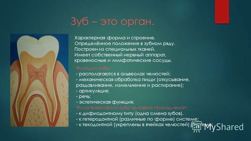 структура строение зуба. зуб это орган.