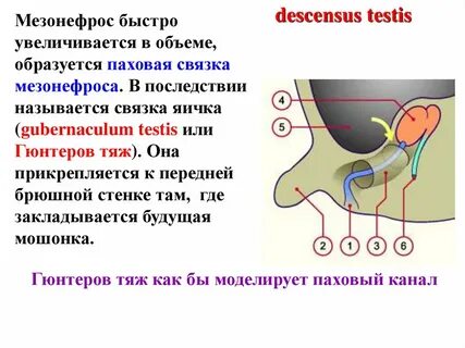 Связка яиц