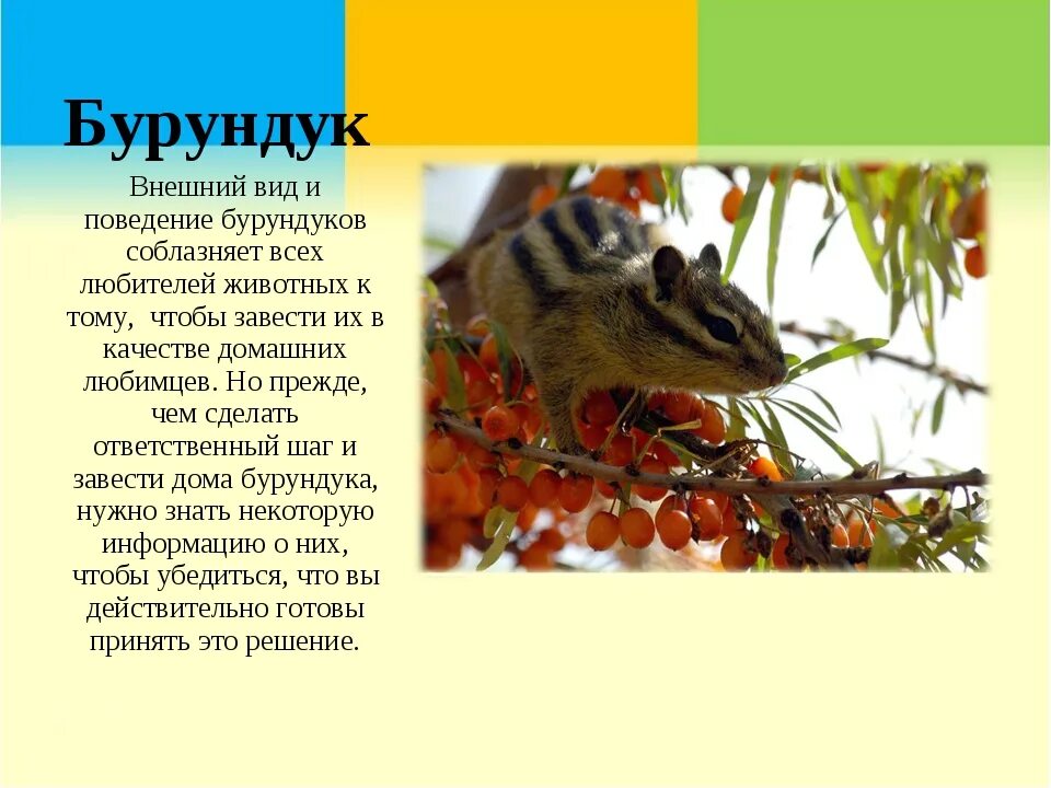 Бурундук окружающий мир 4 класс сообщение кратко. Сообщение о бурундуке. бурундук доклад. краткая информация про бурундука. бурундук краткое описание.