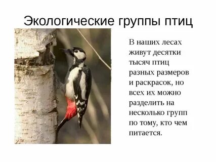 В лесу живут разные птицы