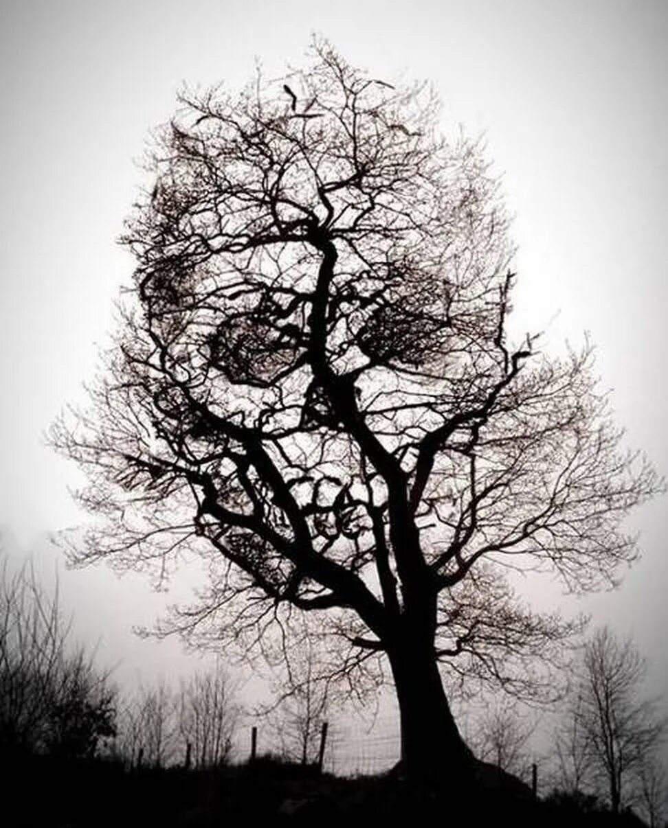 Картинки лицо дерево. Дерево смерти. Страшное дерево. Готическое дерево. Одинокое сухое дерево.