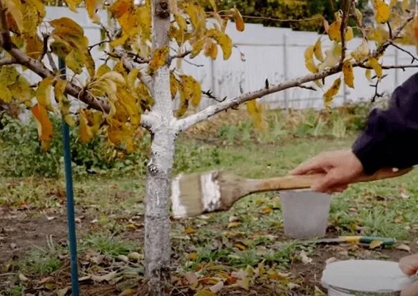 Чем белят стволы деревьев осенью. Побелка деревьев. побелка сада осенью сроки. побелка ствола дерева весной. белить ли саженцы осенью.