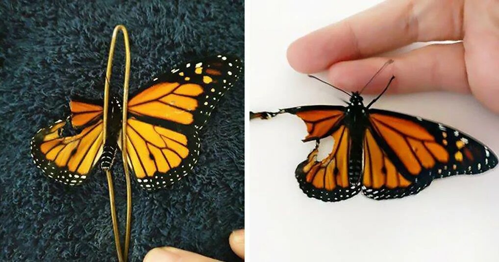 Где взять бабочек. Бабочка с поврежденным крылом. Крылья бабочки. Бабочка со сломанными крыльями. Бабочка с поврежденными крылышками.