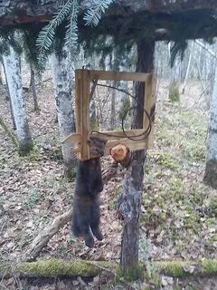 Приманка на соболя