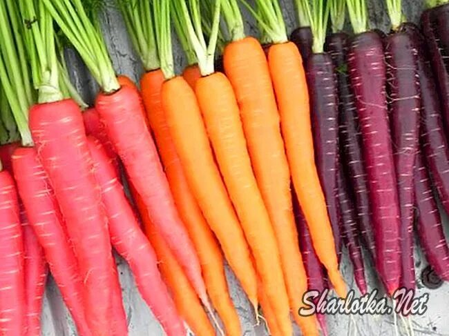 Почему морковь оранжевая. Почему морковь оранжевая. Оранжевая морковь. В морковке каротин. Оранжевая морковь.