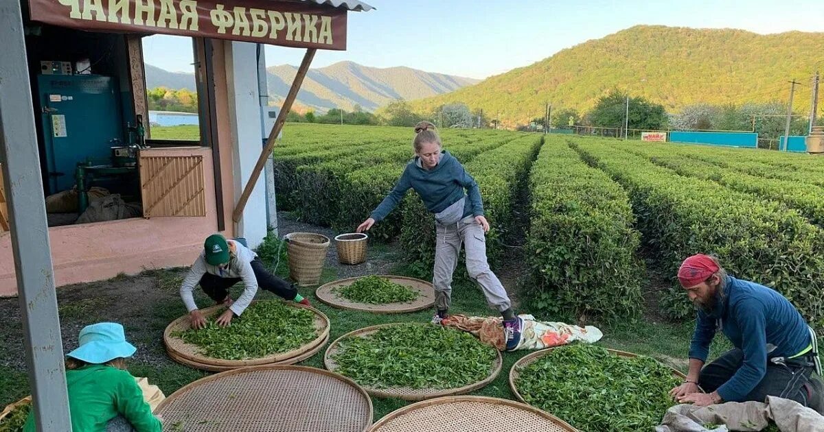 Адам-чай плантация, Сочи отзывы