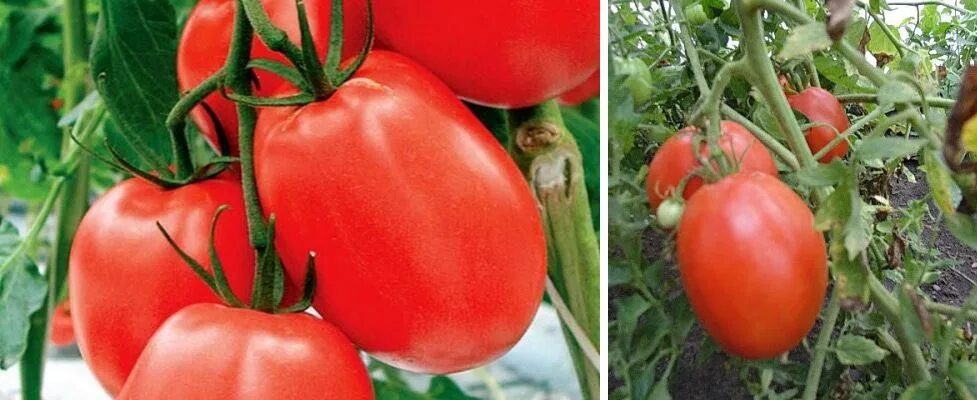 Мясистые томаты для теплицы. Томат сумочка. мясистые помидоры лучшие сорта для теплиц. семена томат сумочка. томат ридикюль.