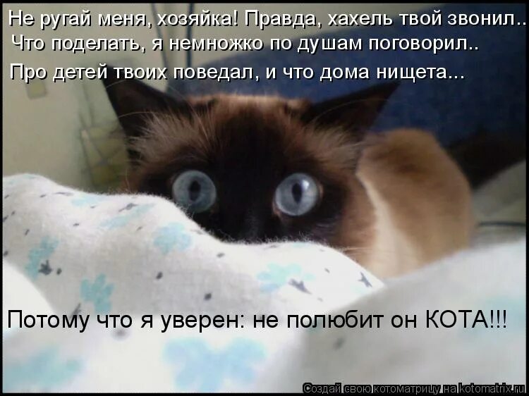 Смешная субботнее утро. Суббота котики. суббота котики смешные. доброе субботнее утро с кошками. смешное фото про субботу.