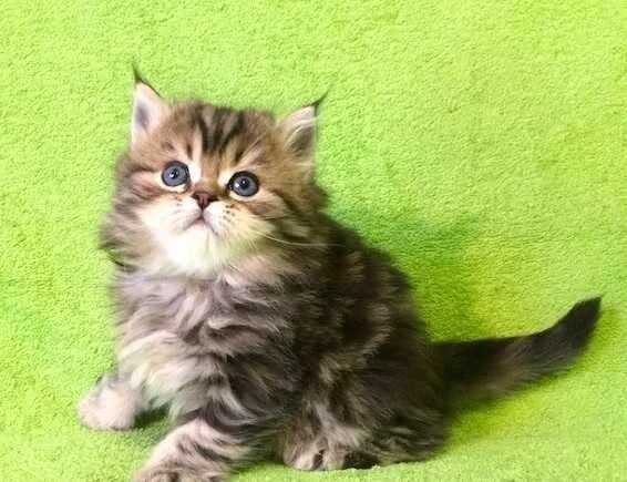 Шотландский котик Хайленд Страйт - купить в Мурманске, цена 10 000 руб., продано