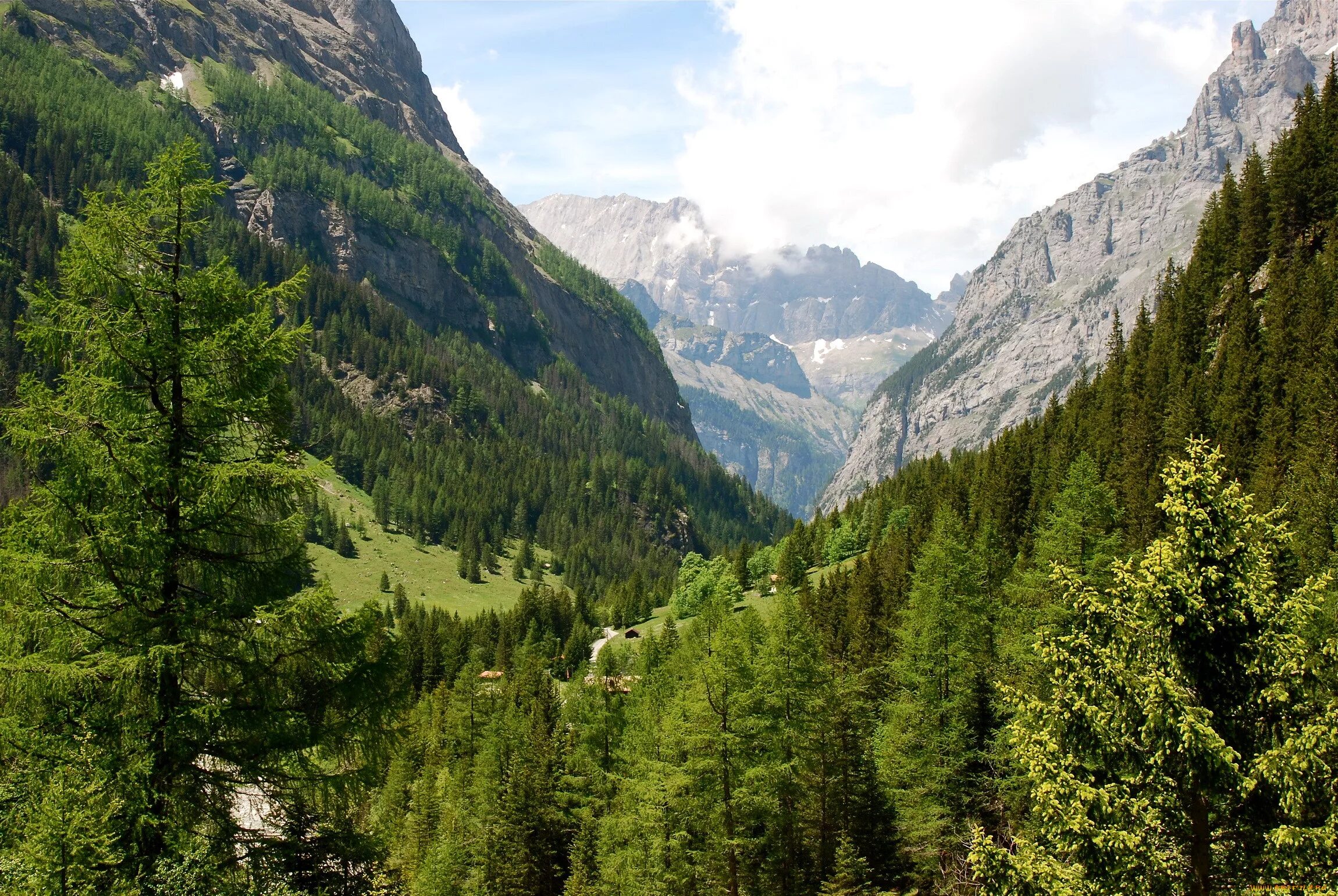 Широколиственные леса Швейцарии. Лес и горы Швейцария. Швейцария хвойные леса. Сосны в Швейцарии. Фото лес и горы