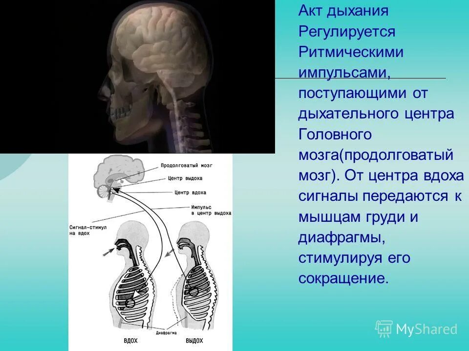 Вспомните как регулируется дыхание у человека зная