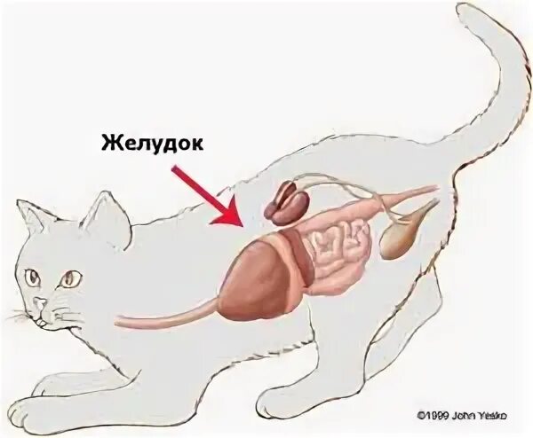 Можно коту желудки