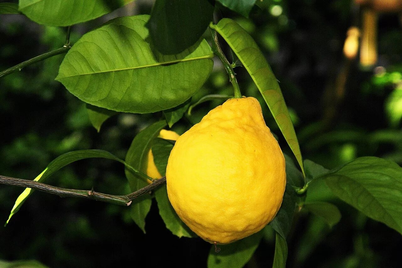 Лимон. Лимон Цитрон. Цитрон плод. Лимон плод померанец. Экзокортис цитрусовых.