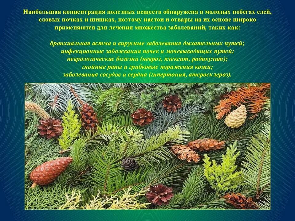 Описание шишек ели. Презентация о еловых шишках. Ель относится к роду хвойных вечнозелёных. Доклад о ели. Ель презентация шишки.